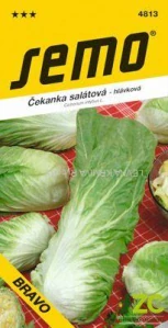 Čekanka hlávková zelená - Pan di Zucchero Bravo 0,3g
